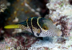 Black-saddled toby. Great Barrier Reef.  60mm macro on Ca... by Dave Hunt 